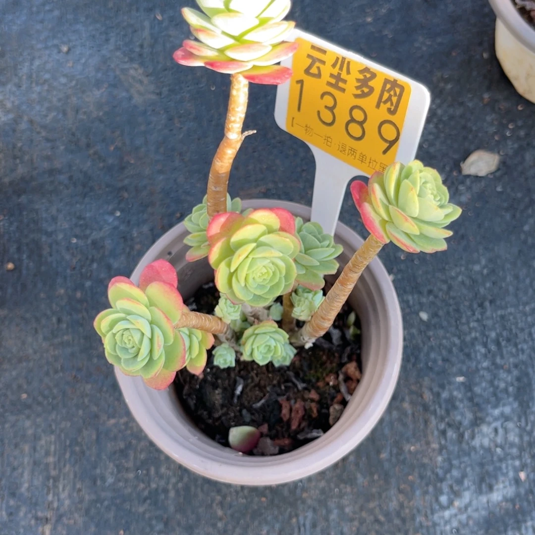 小***子云尘多肉一物一拍1389，