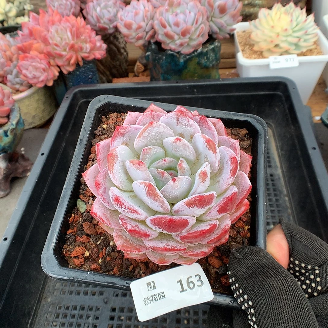163白星多肉植物6666