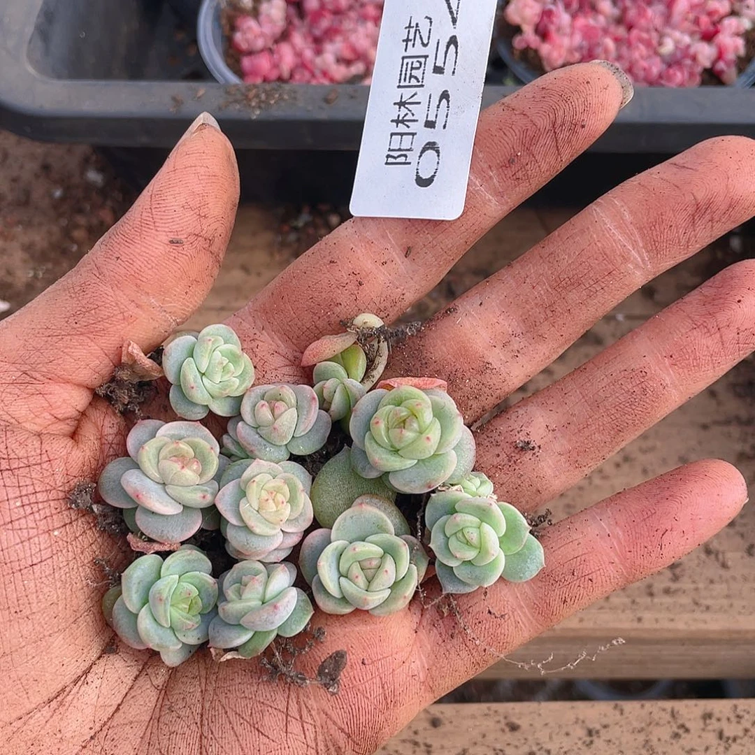 多肉植物多肉植物554