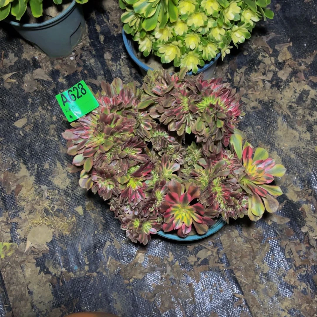 红秀法师缀化1-24