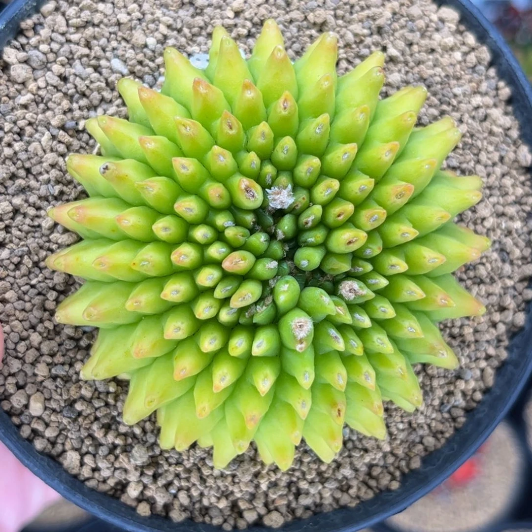 荧光绿貘 米哈仙人球