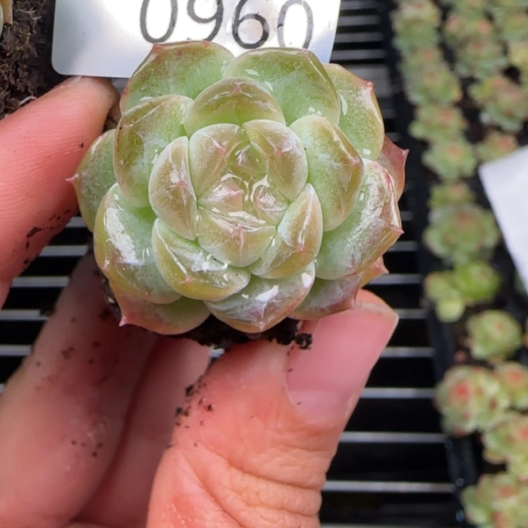 960号鼻涕琥珀一颗的价格