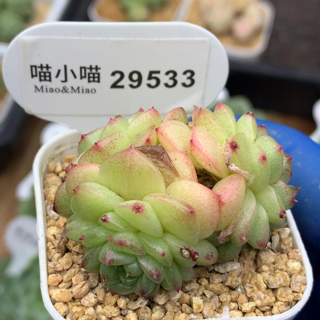 多肉植物杂交珍妮