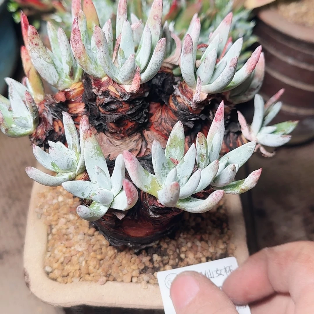 1379海瑟仙女杯多肉