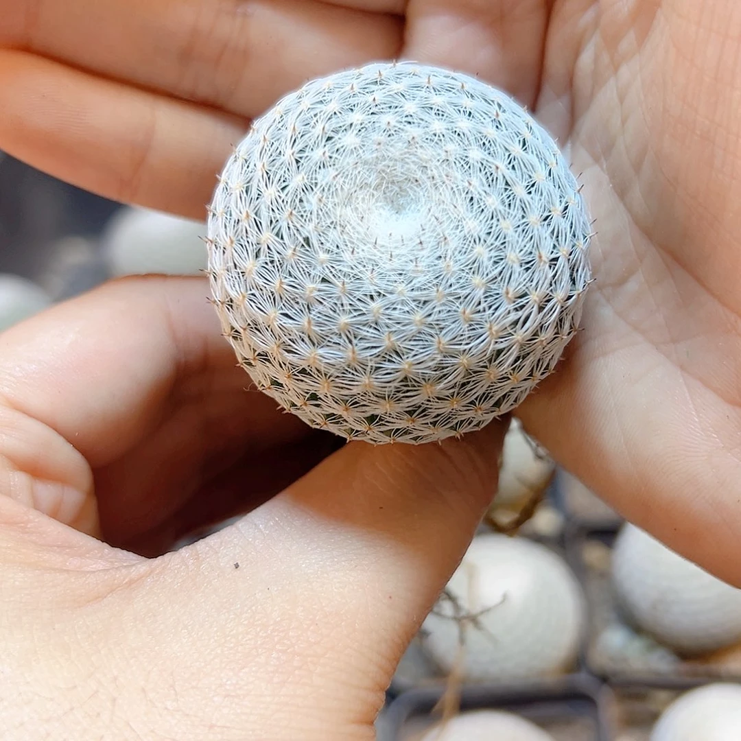 实生恋山彦3.7公分