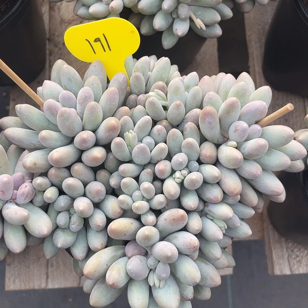 大叶汤圆多肉植物191