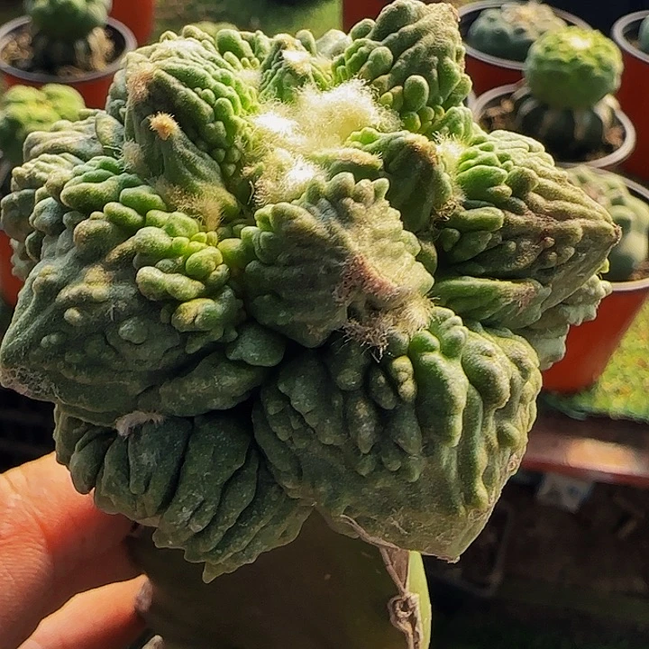 丸尤怒涛603仙人球