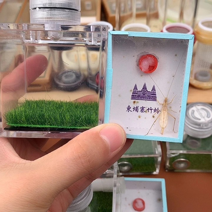 生态盒加竹蛉一套