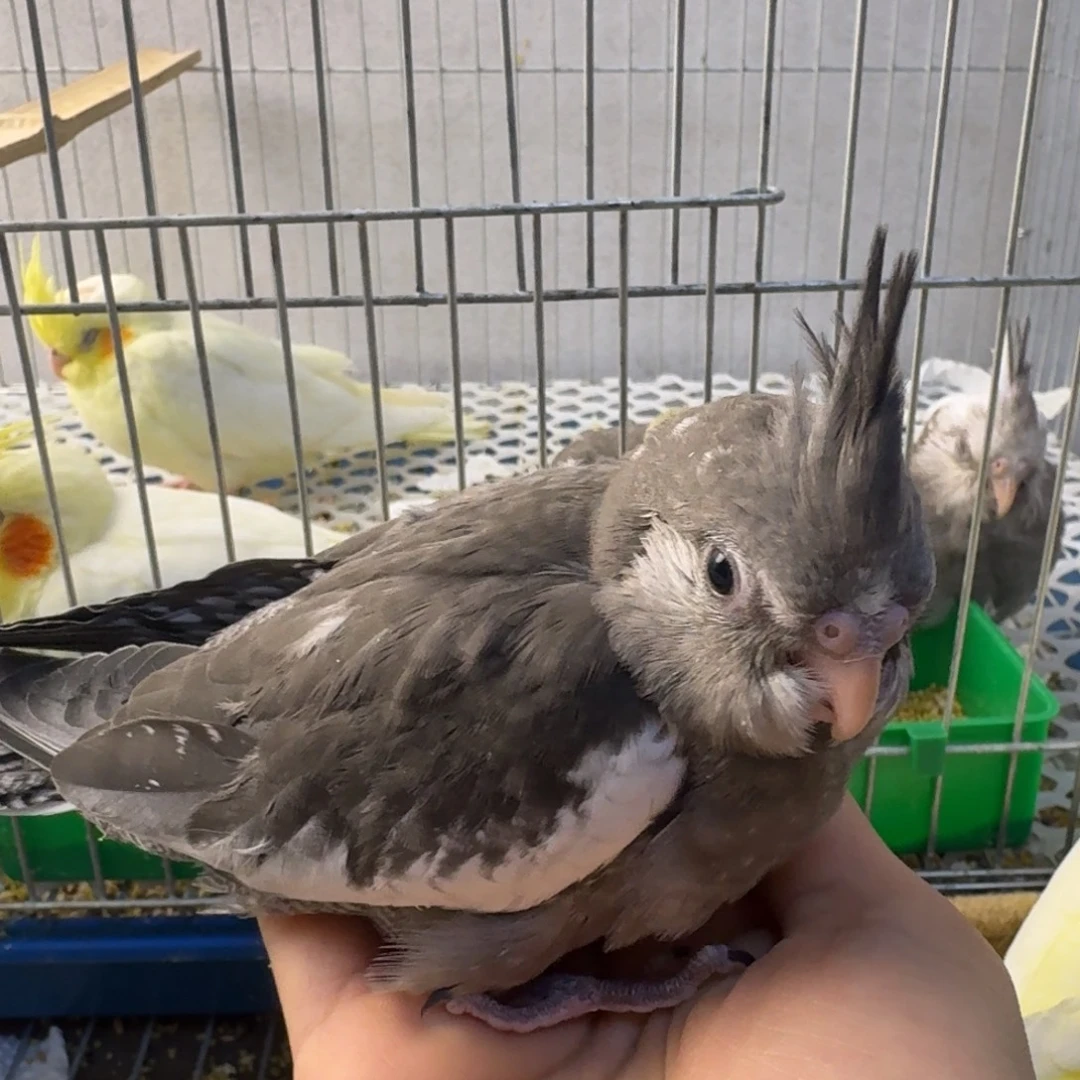 玄凤鹦鹉/鸡尾鹦鹉