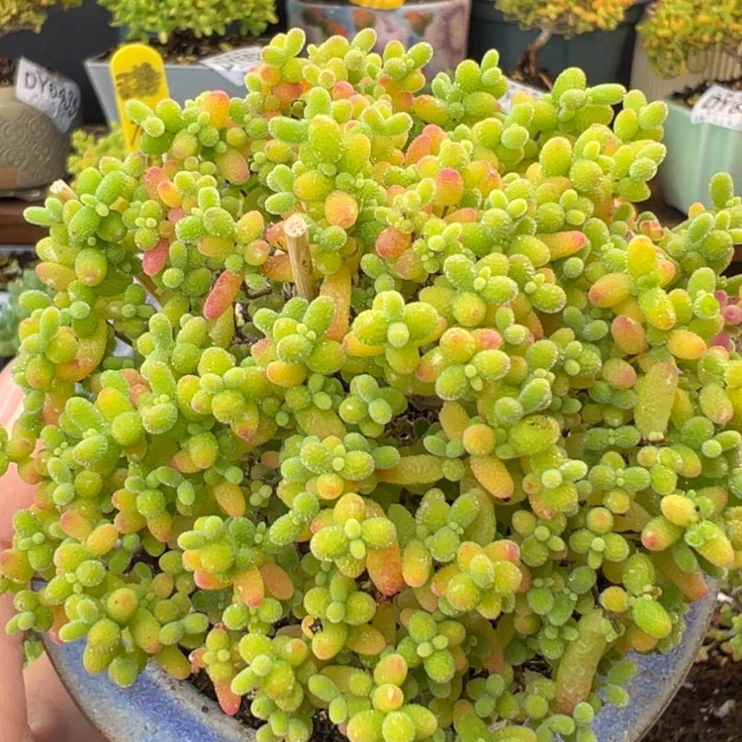 【闪购商品】dy6540精控蜜橘糖球冠幅8cm不含盆