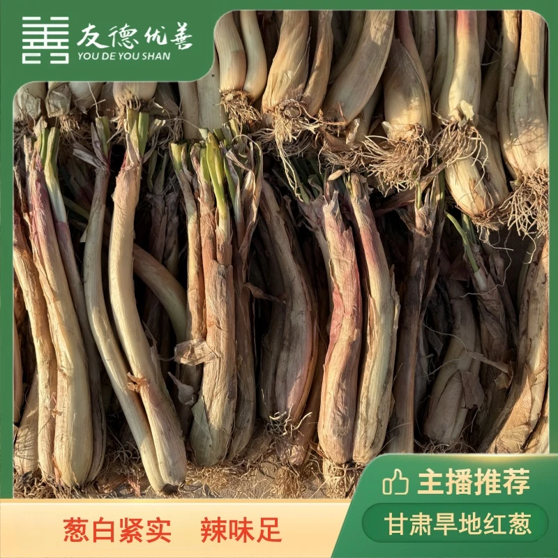 甘肃旱地红葱 5斤  葱白紧实  辣味浓郁