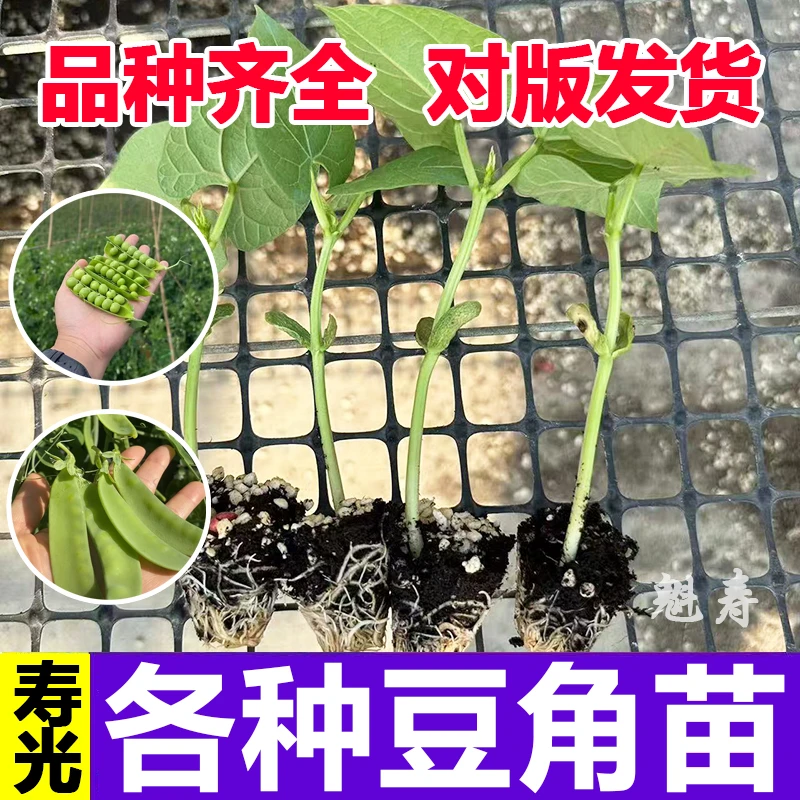 无架四季豆秧苗高产地豆种子豇豆不搭架长豆角苗带土发货扁豆刀豆