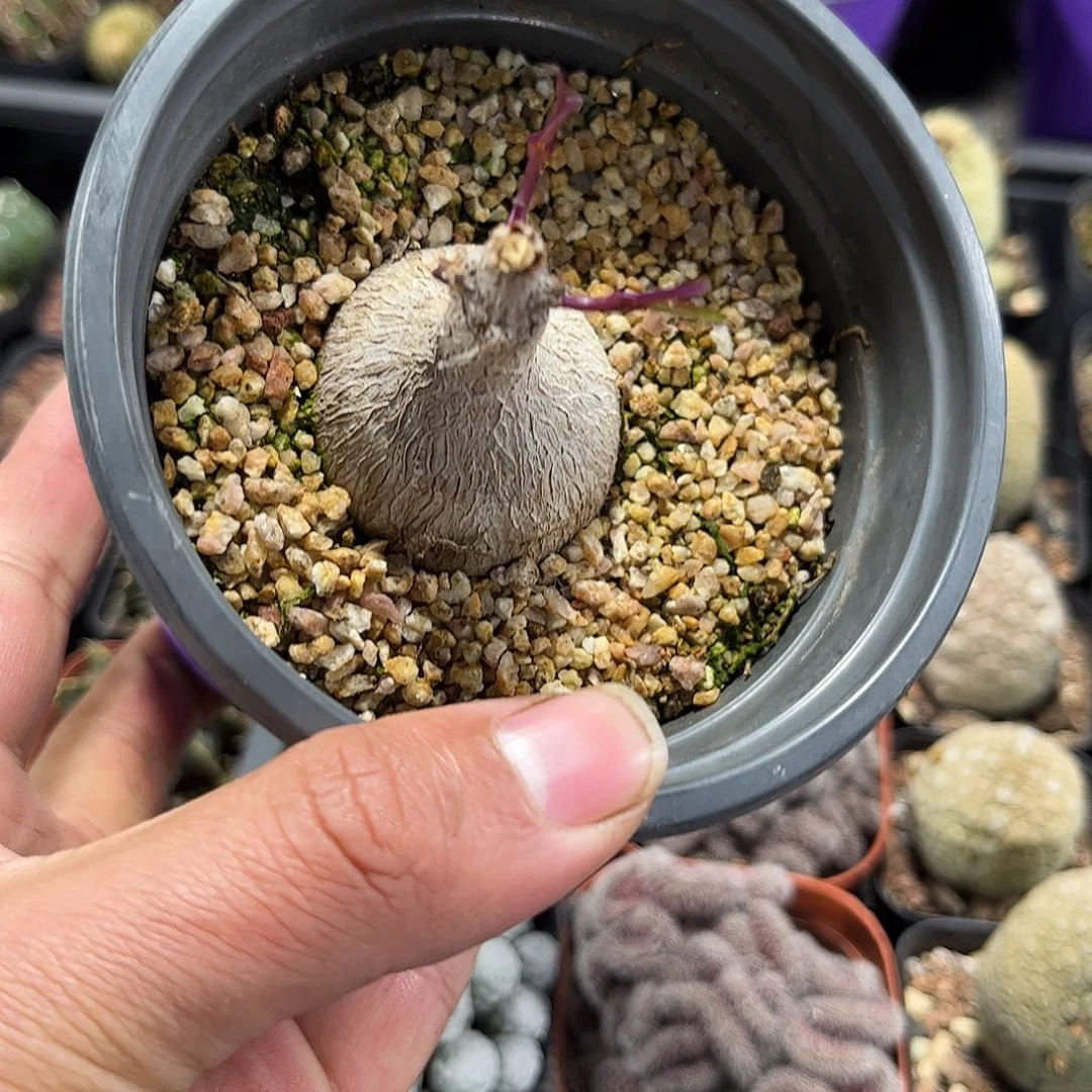 紫背莫罗单头发货单头发