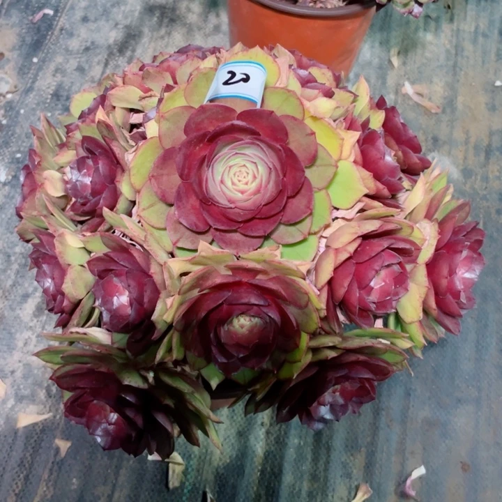 20老庄多肉法师桃花石