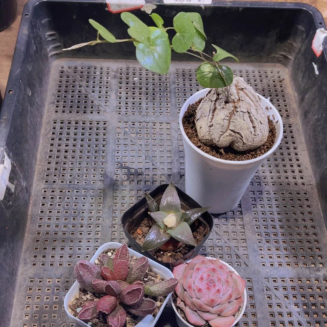 多肉772多肉植物