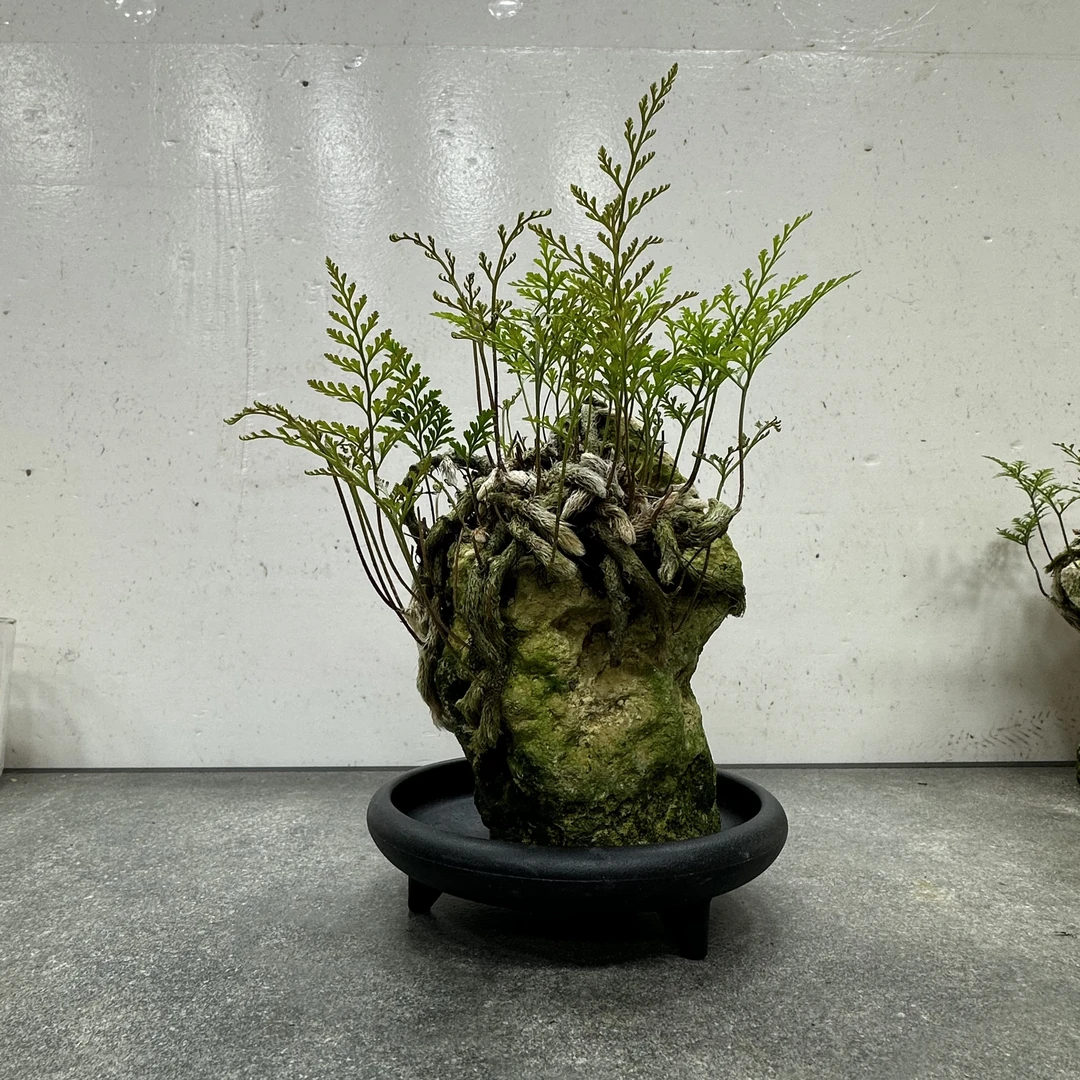 512#小号附石狼尾蕨盆景