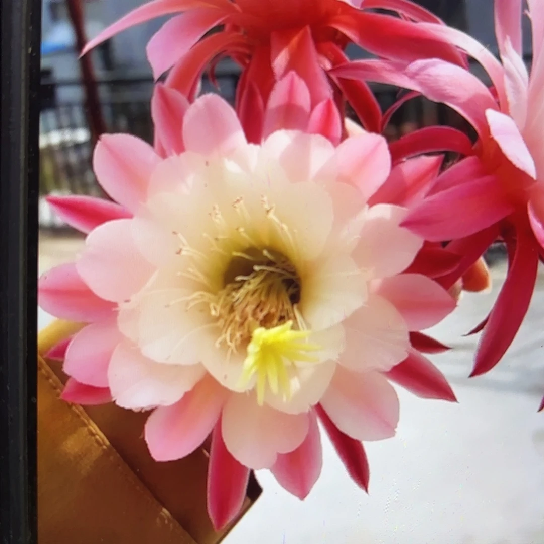 金一金妞侧牙20包邮36