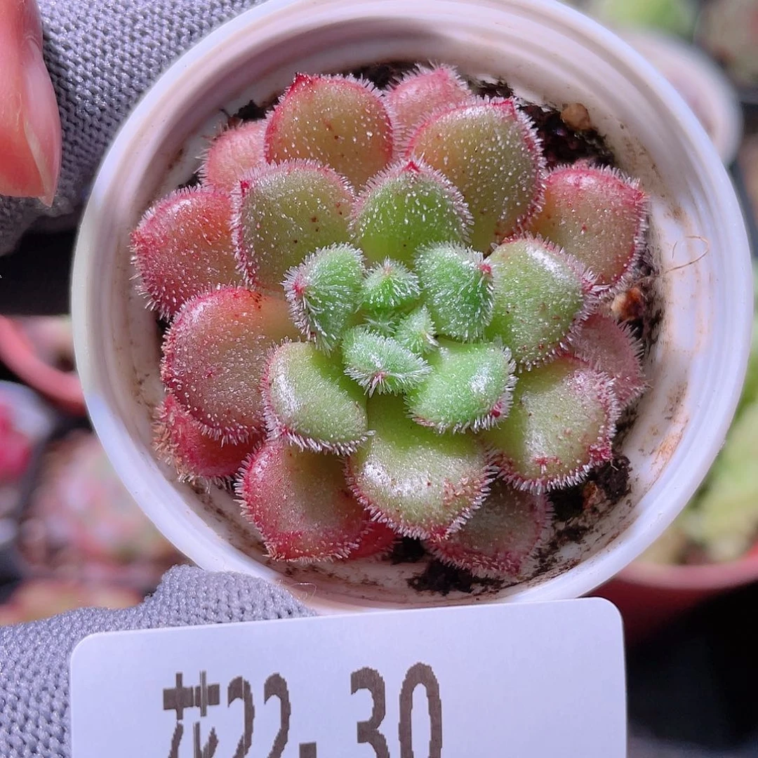 花利美22-30卡罗尔