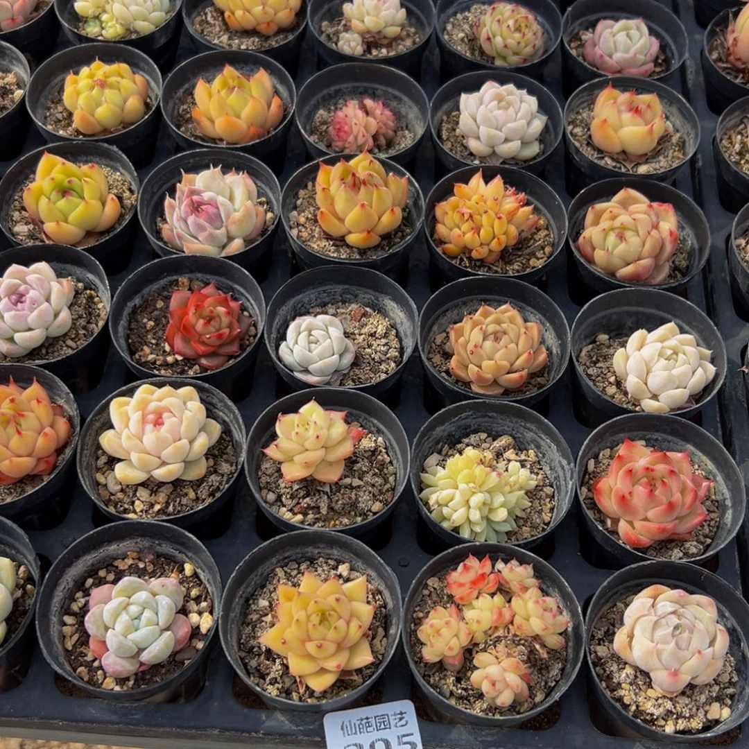 205多肉葡萄领导人物