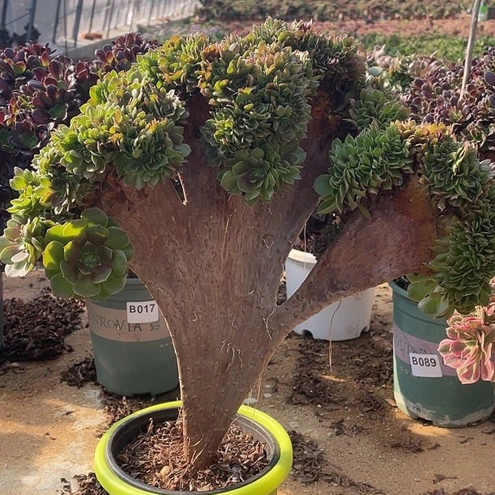 特价有老伤B014柠檬缀化35-1脱土包邮