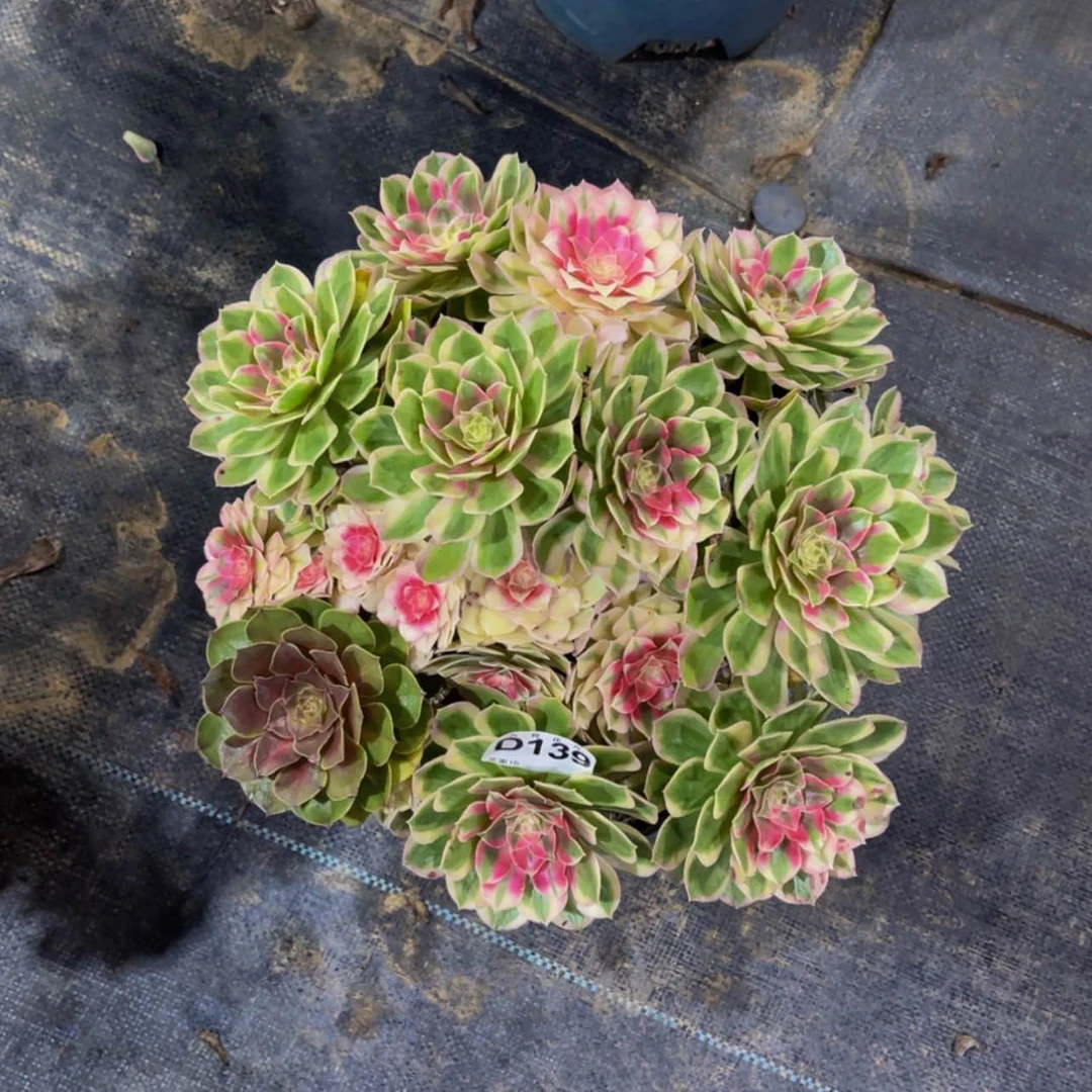 【闪购商品】13900孔雀翎