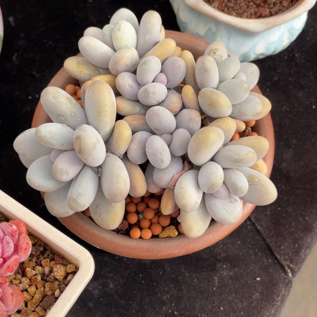 精控养（圆叶奶酪）