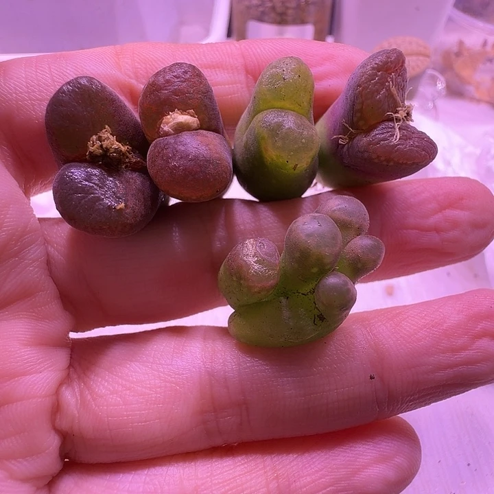 6号，母本彩风铃一组裸根发货，送一颗变异的风铃