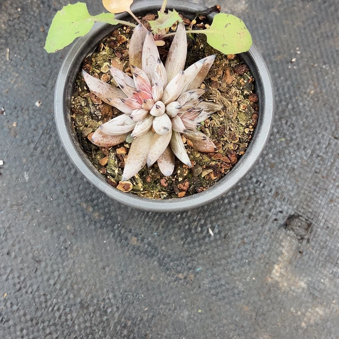 b***n魔爪双头多肉植物