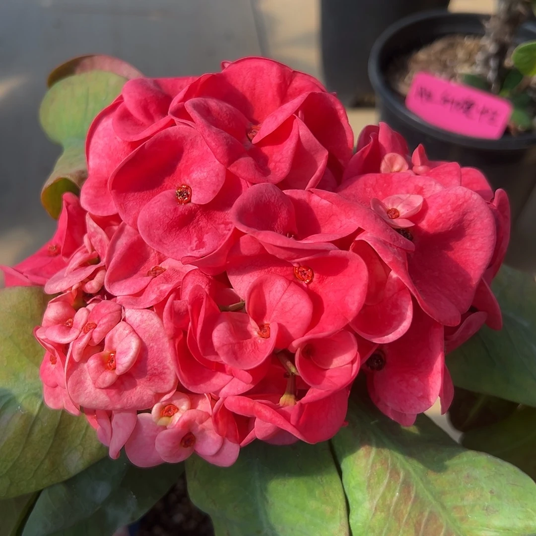 洛神泰国大花虎刺梅