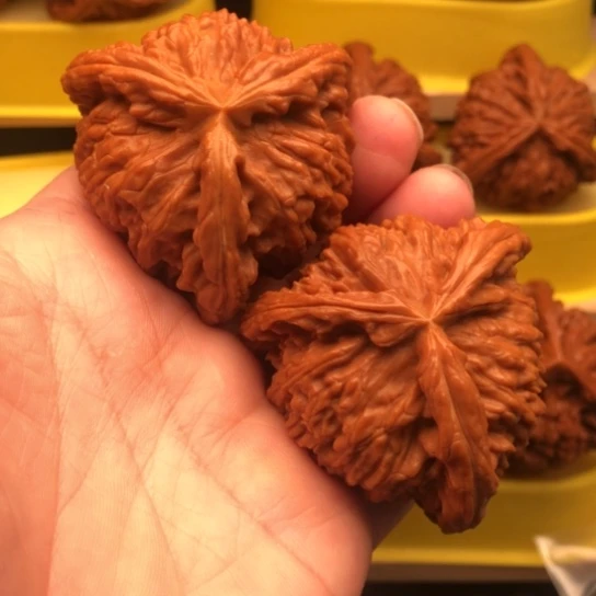 H***g核桃和他的核桃核桃核桃