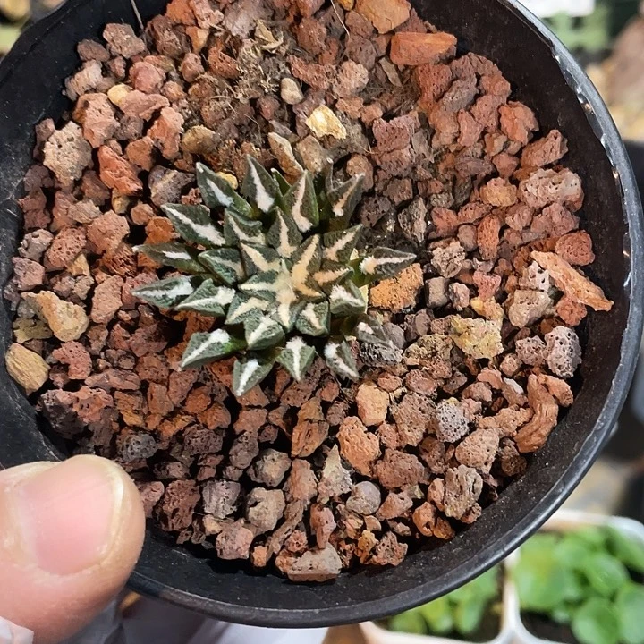 392实生黑牡丹仙人球