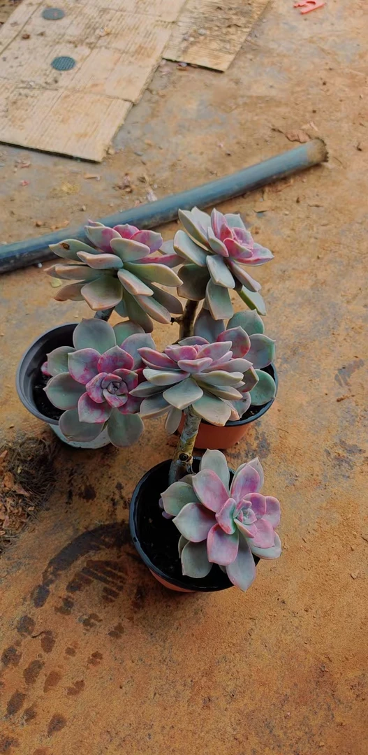 福利紫乐三颗   多肉植物