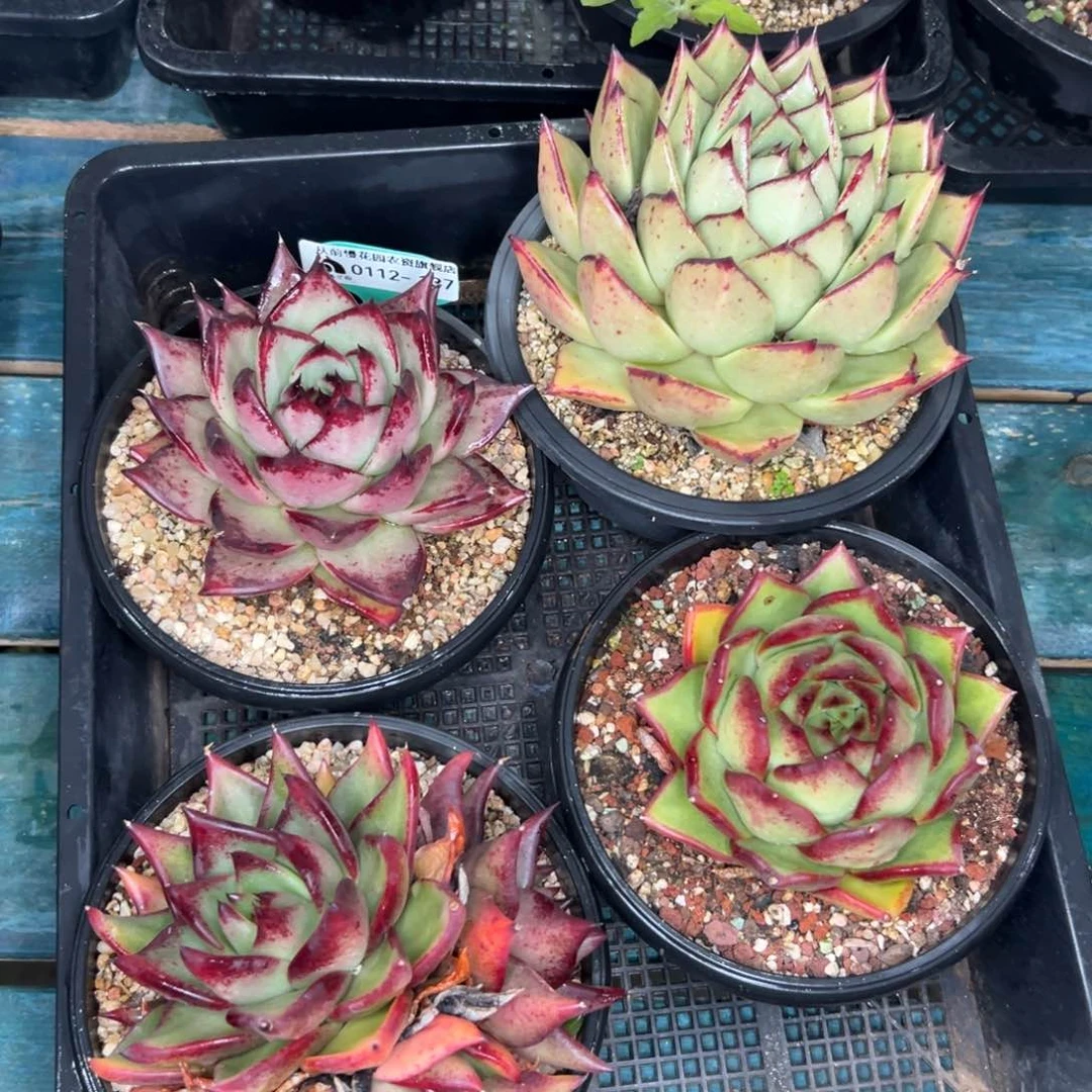 多肉一物一拍0112.137