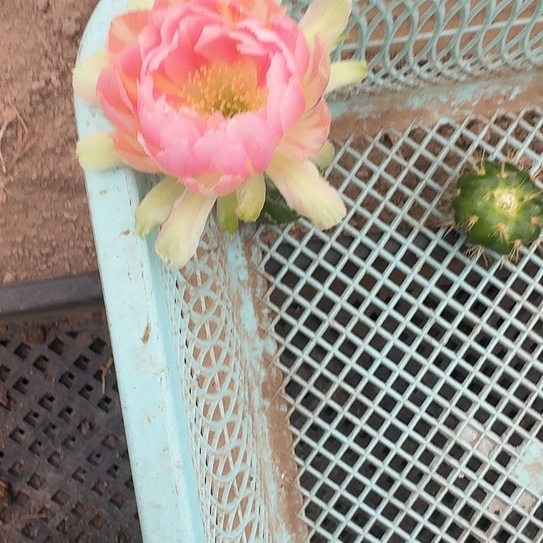 玉牡丹侧芽2.5公分丽花