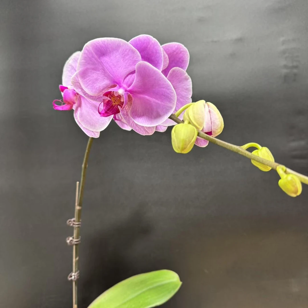 蝴蝶兰[温文尔雅]带花带苞室内高端盆栽昆明基地直发