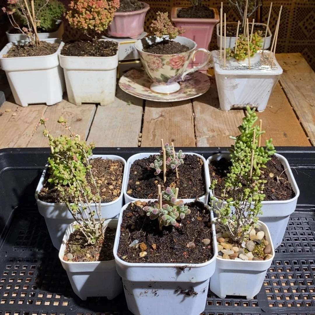 枝干番杏多肉植物684