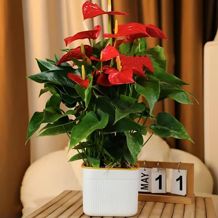 大盆红掌盆栽室内绿植花卉客厅办公室四季开花植物40-50CM6--8掌