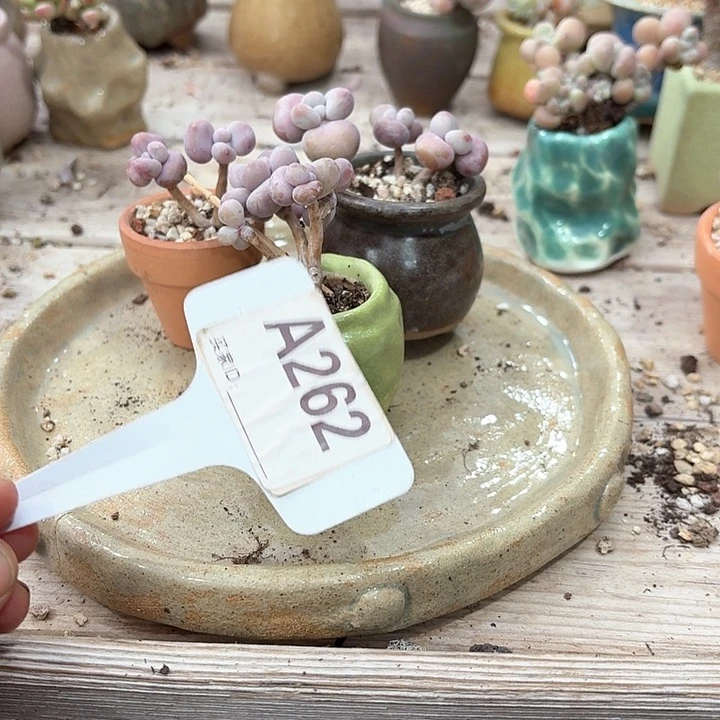 火**炅c b d v xv j d n d s b 262