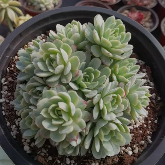 奶油贝瑞白覆轮锦群