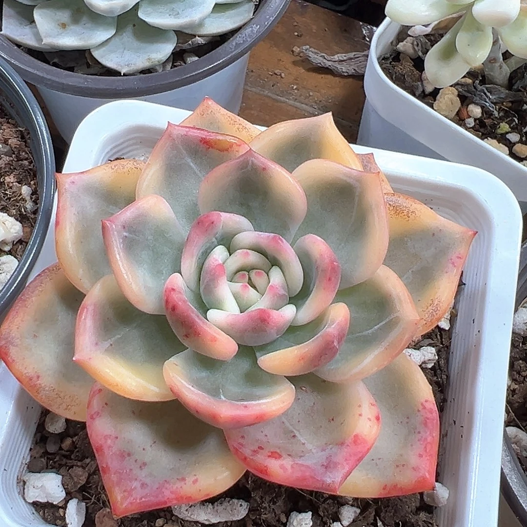 伊丽莎白锦 小方花圃一单包邮