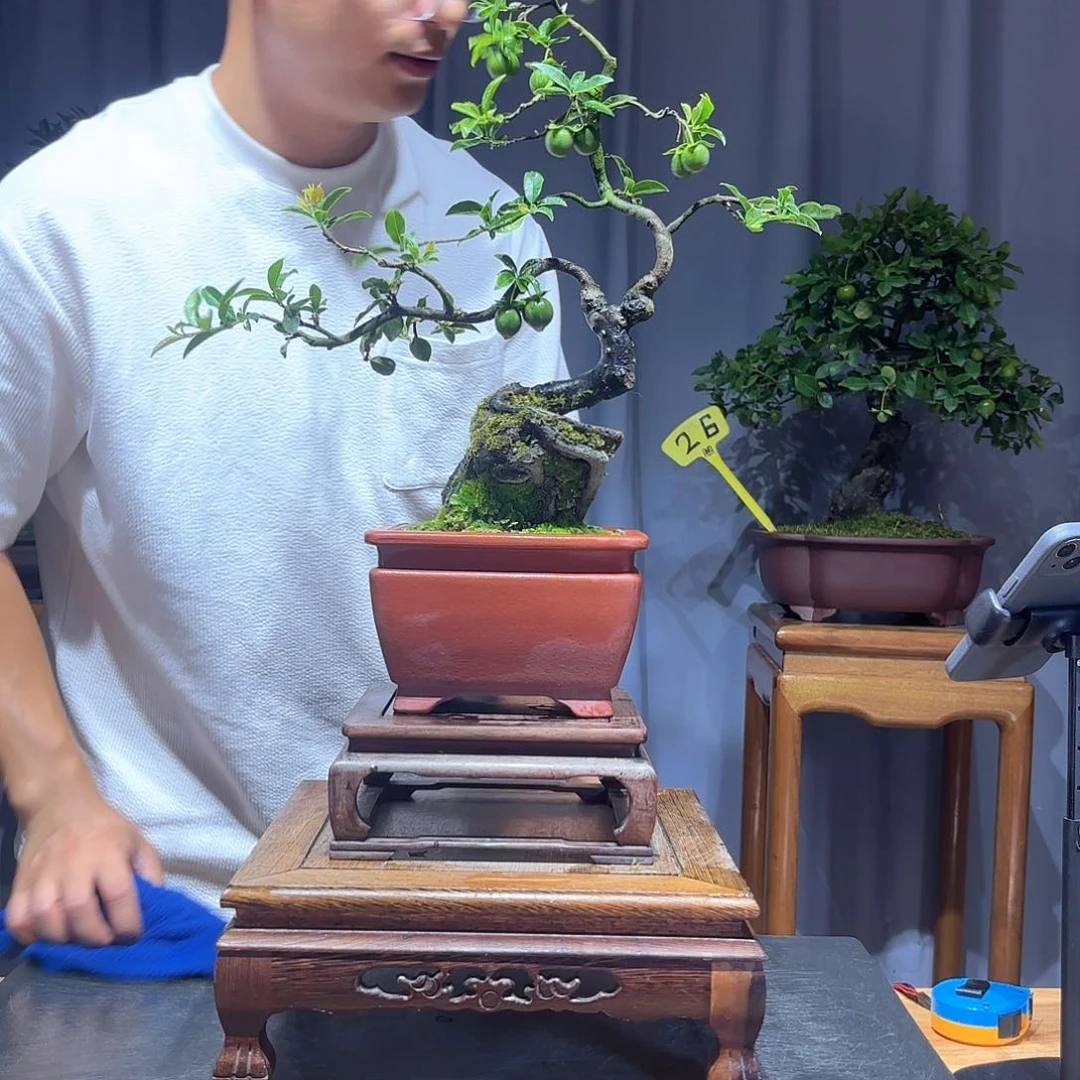 无花朵随****份金弹子是真的好看