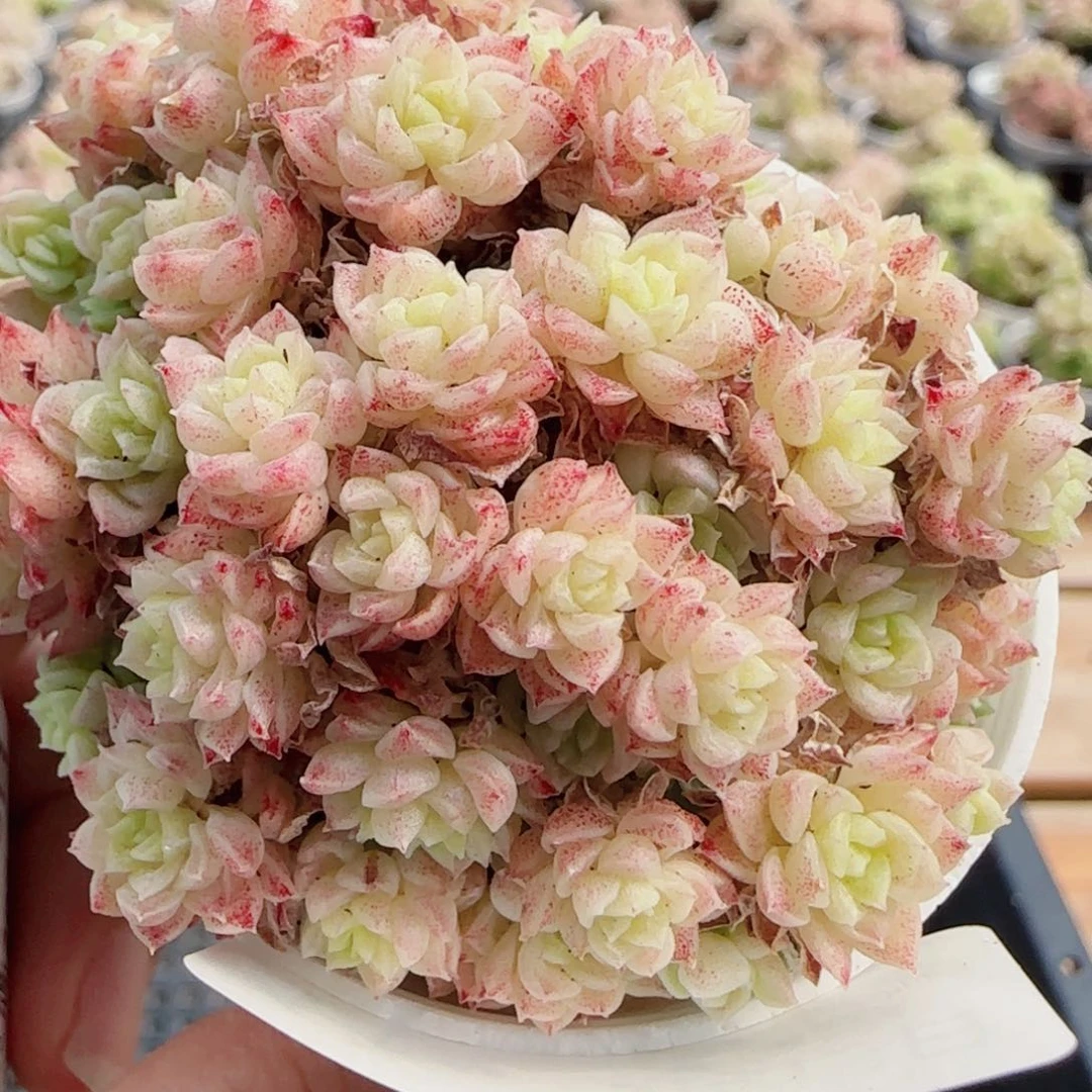 花语逸镜0513-11散