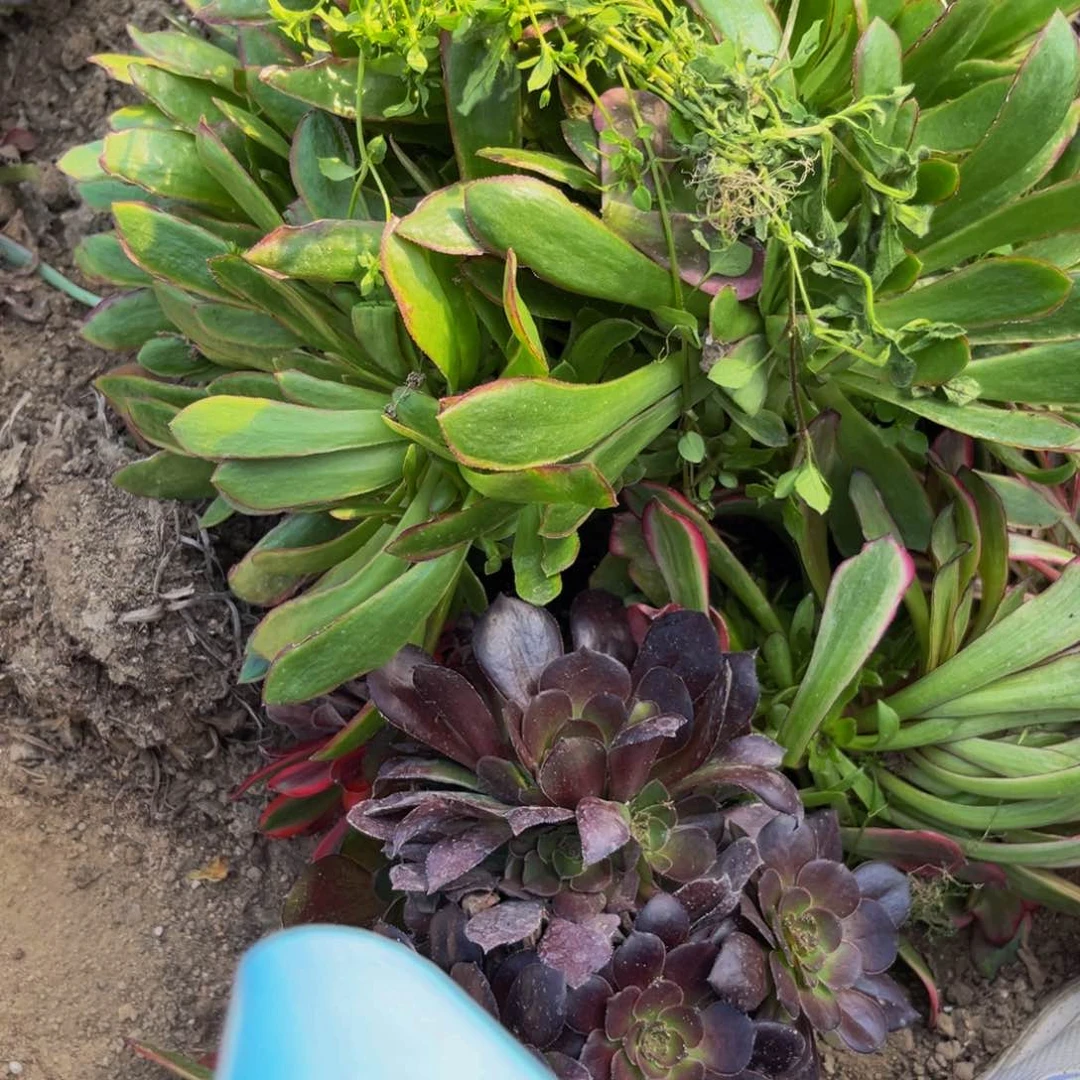 737多肉植物一物一拍