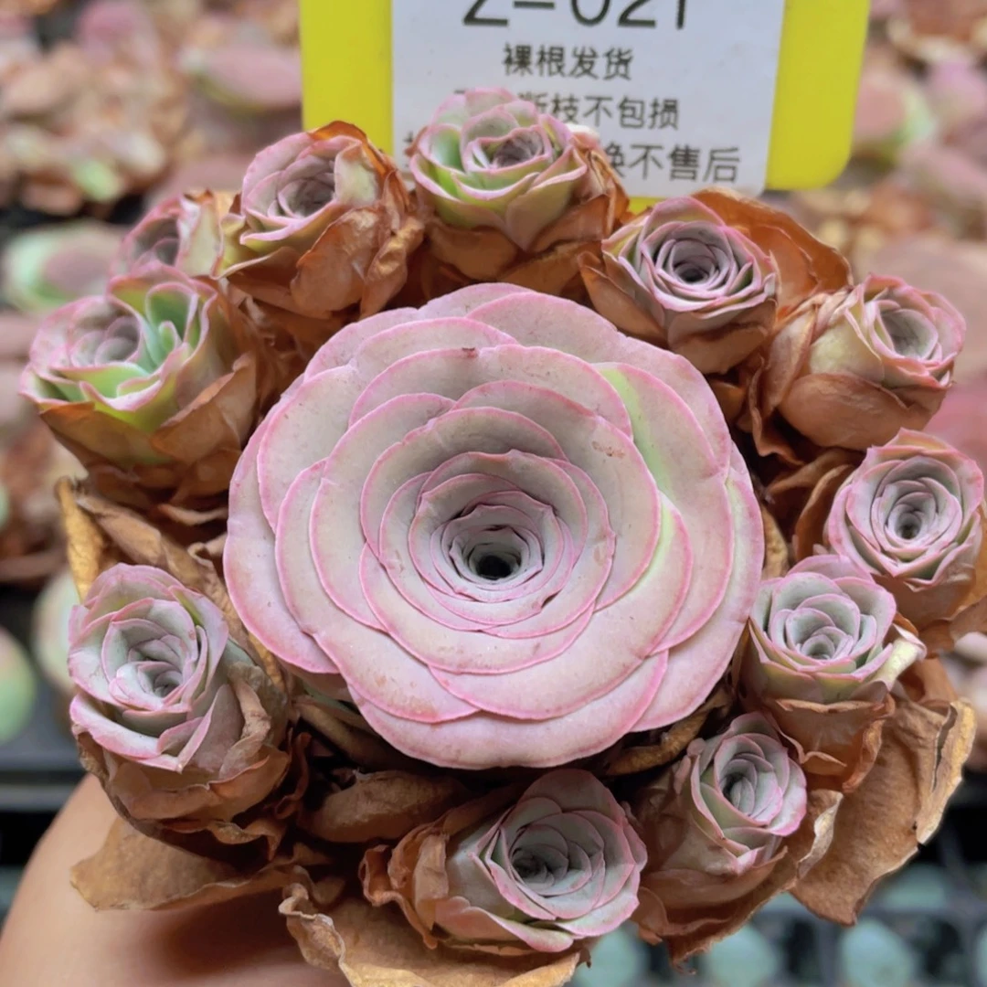 山地玫瑰Z021裸根发货断枝不包损不售后