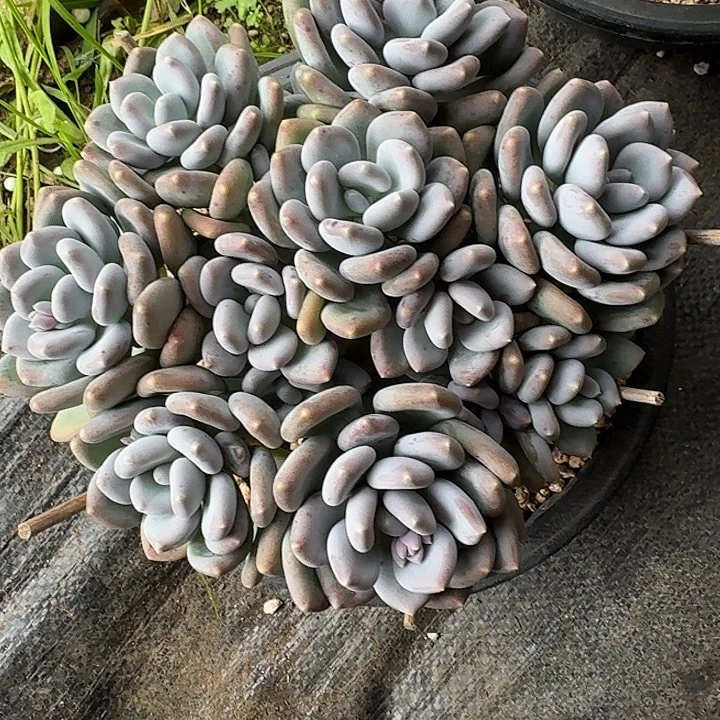 ****ღ咖啡美人多肉植物的生长