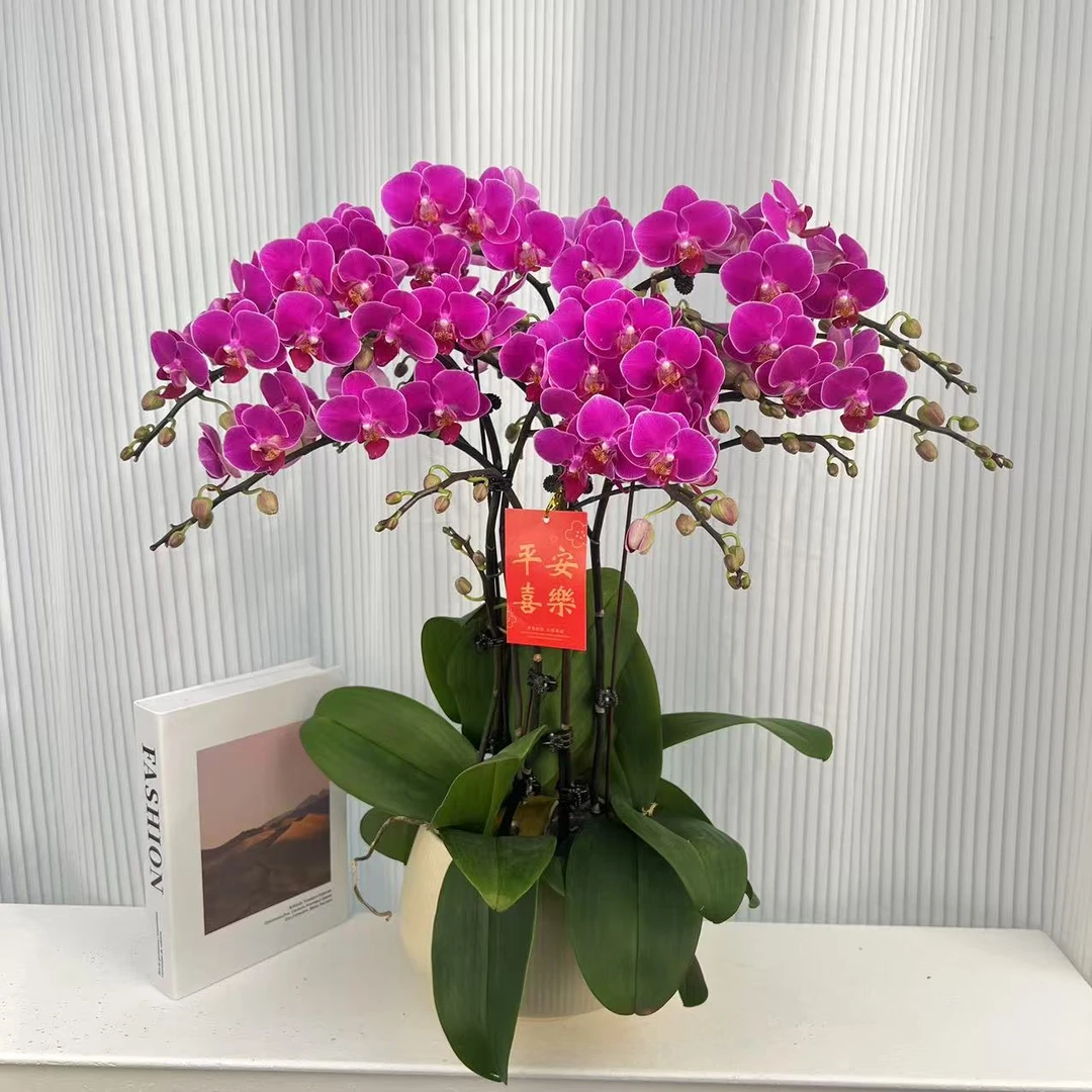蝴蝶兰《红宝石》年度爆款花艺术组盆美观花色娇艳耐养室内花5-5
