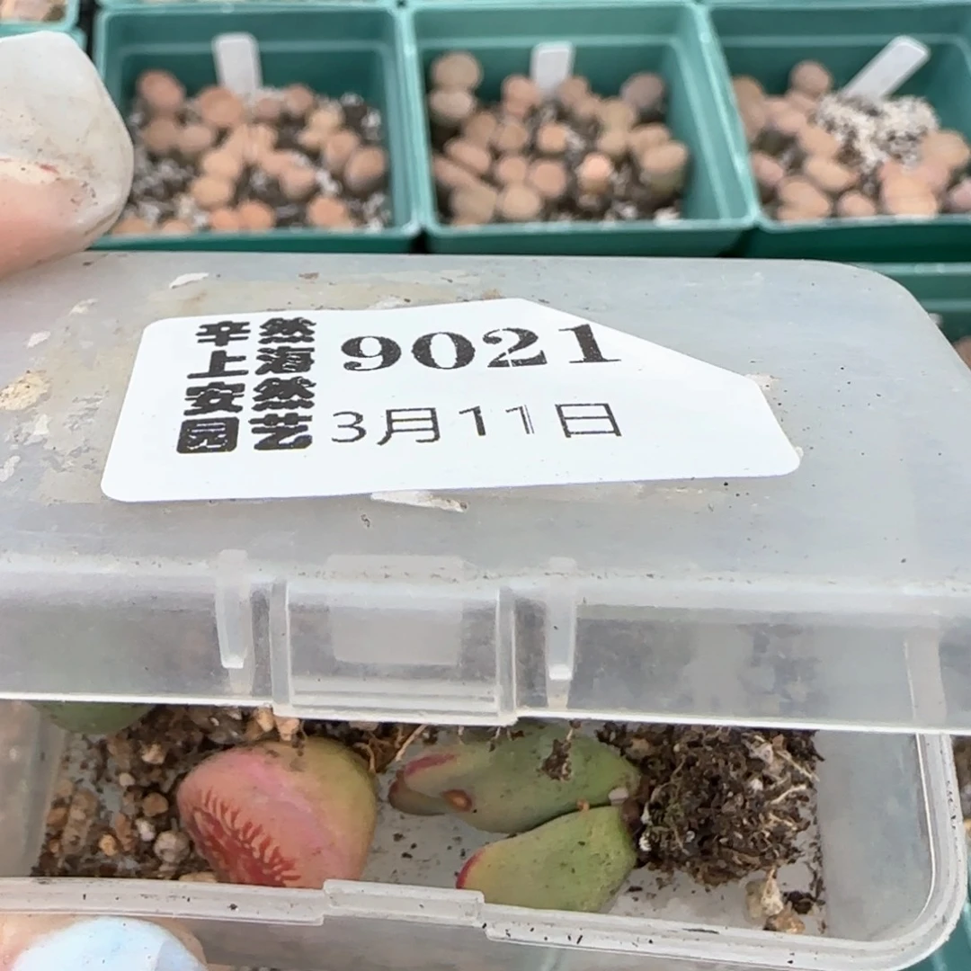 芒*3.11,光阳1,毛将3,有伤。9021补差