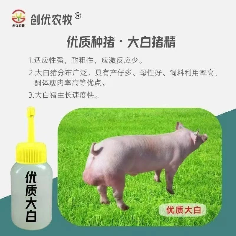 英系大白杜洛克60ml2瓶猪用种猪精液包邮猪用耗材