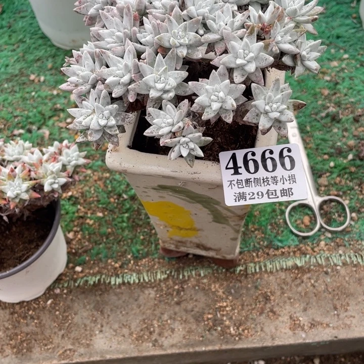 666号白菊多肉植物