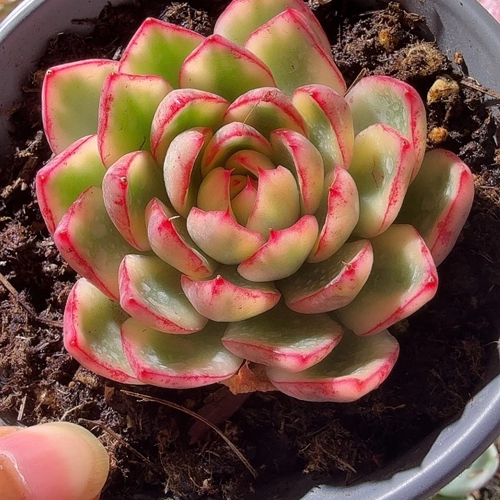 阿斯那锦多肉植物